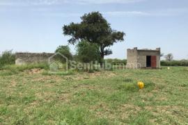 Verger Fruitier de 8576 m² à Mbewane