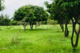 Verger Fruitier de 4145 m² à Notto Gouye Diama